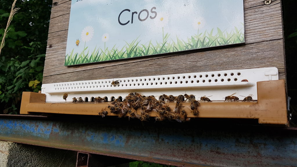 La ruche Cros