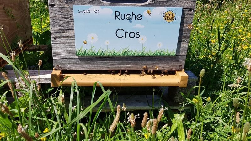 La ruche Cros