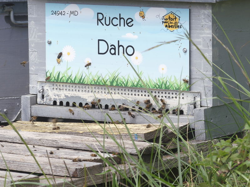 La ruche Daho