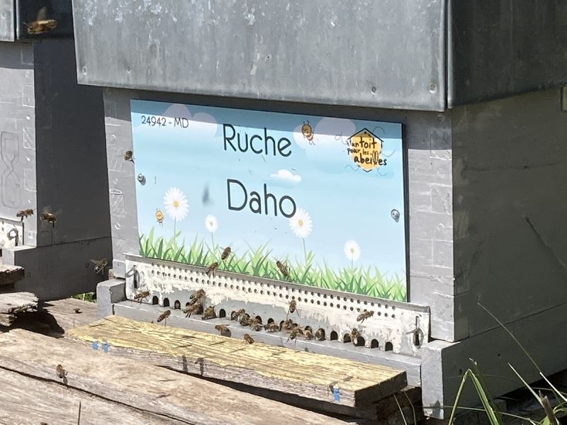 La ruche Daho