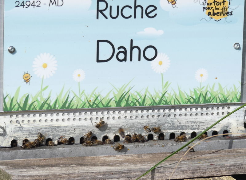 La ruche Daho