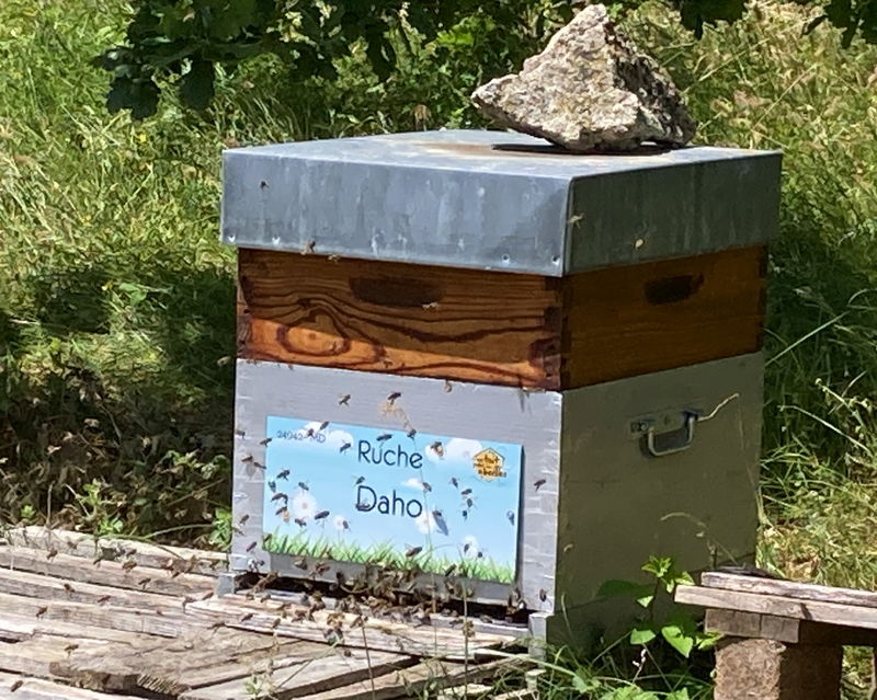 La ruche Daho