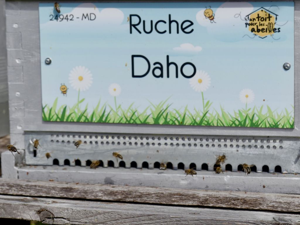 La ruche Daho