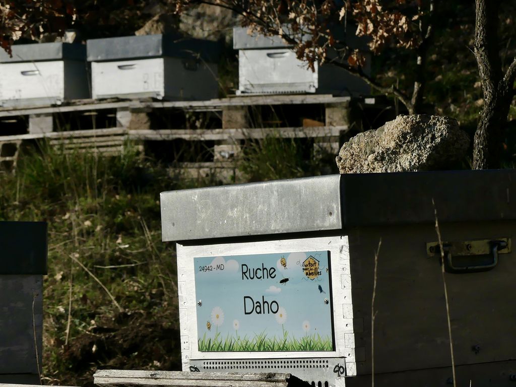 La ruche Daho