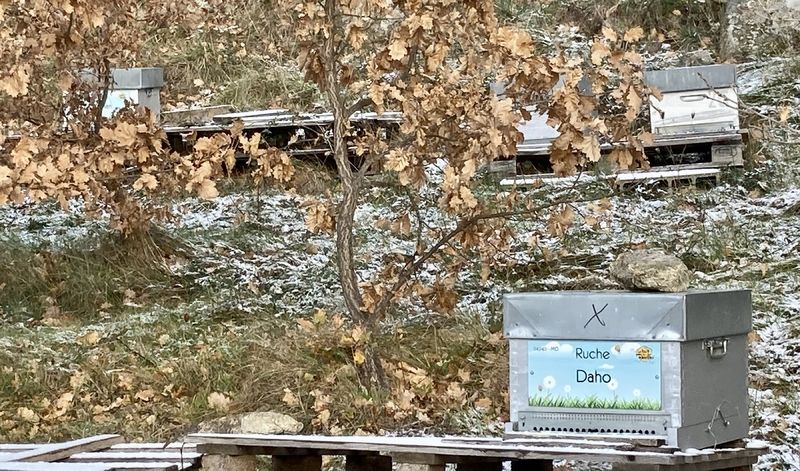 La ruche Daho
