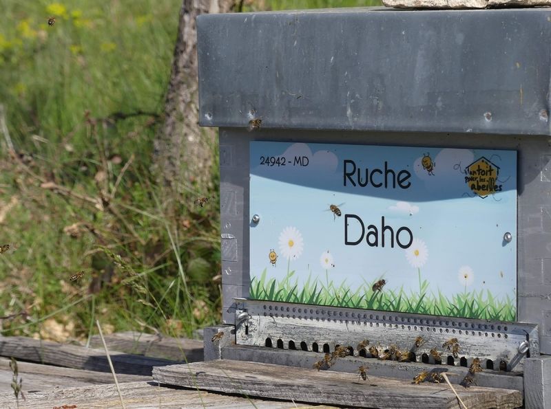 La ruche Daho