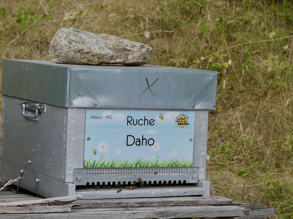 La ruche Daho