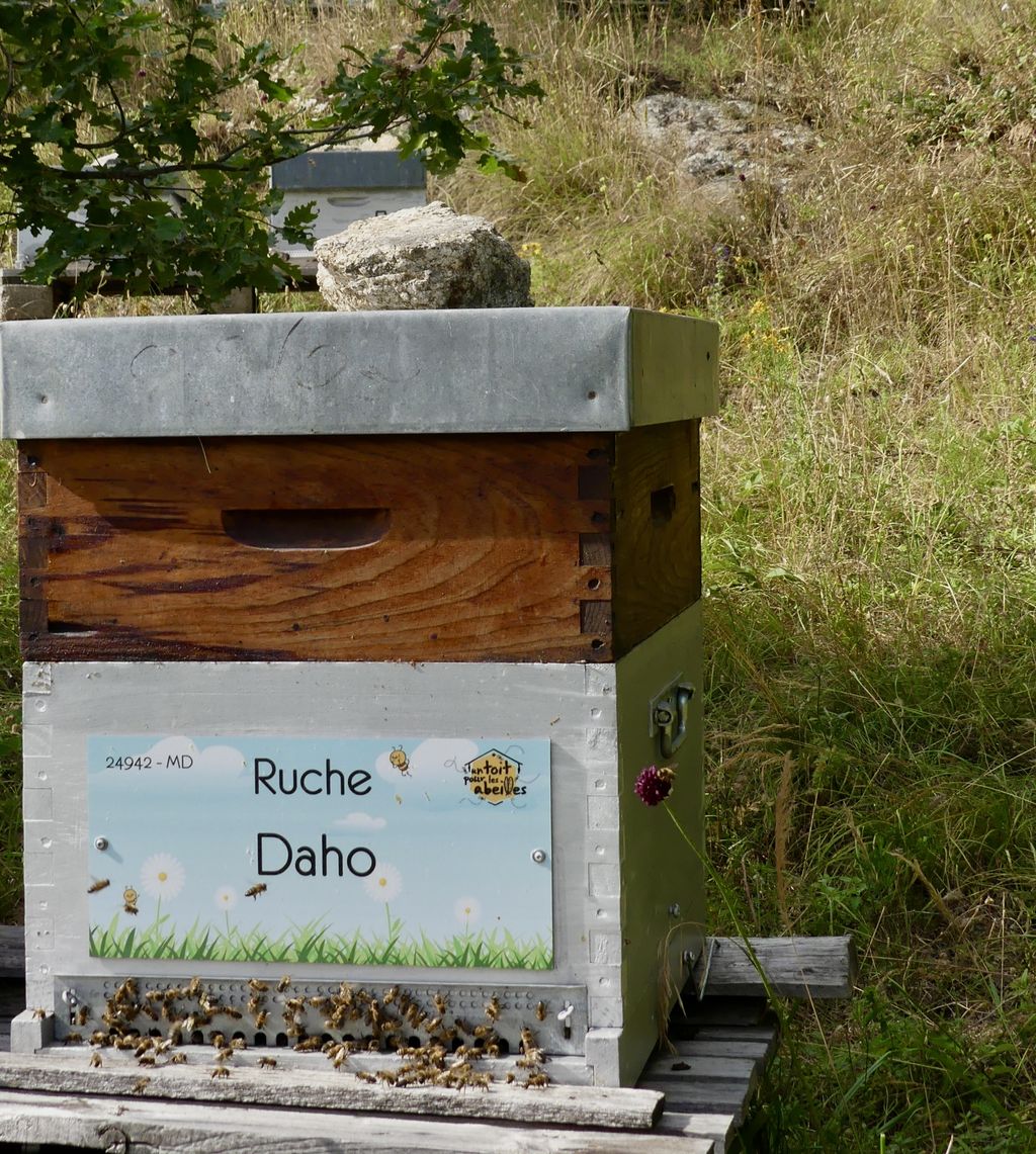 La ruche Daho