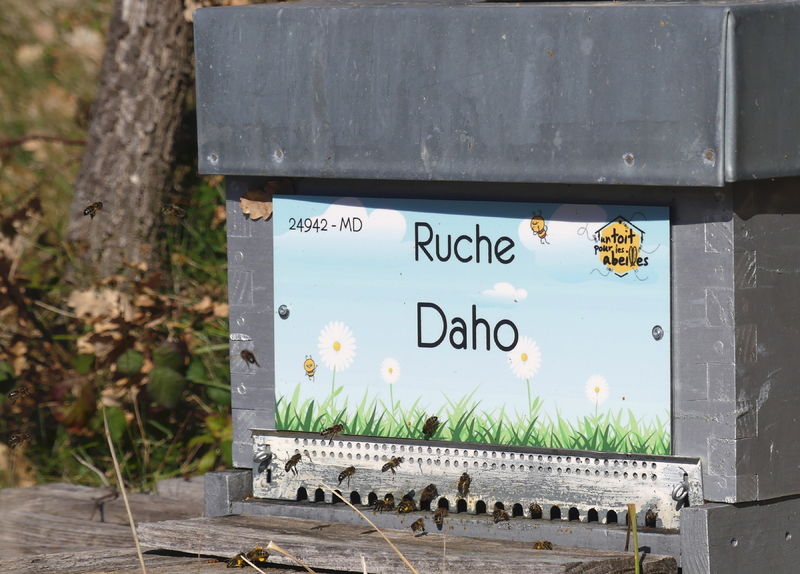 La ruche Daho