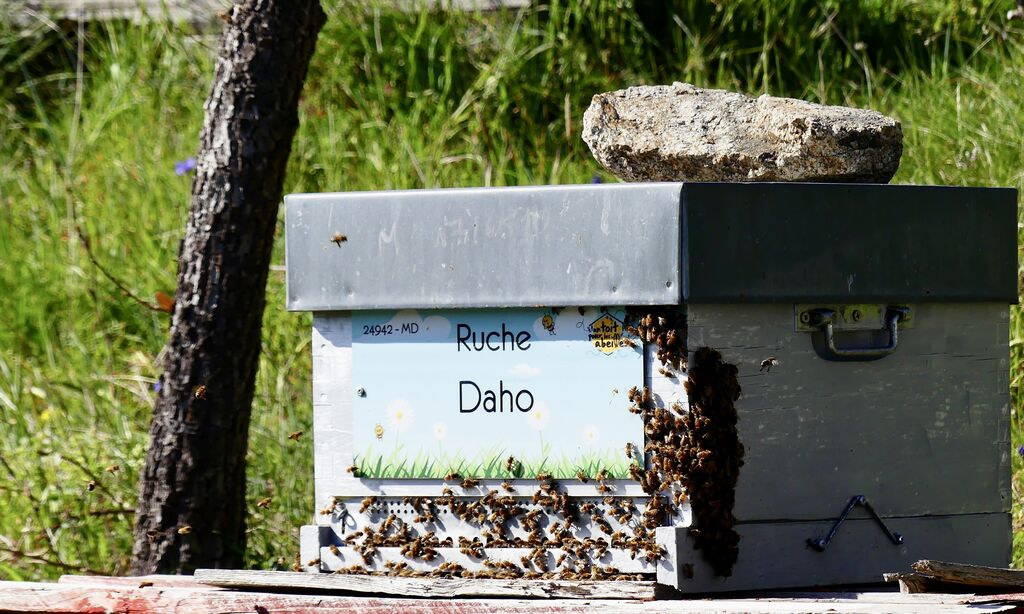 La ruche Daho