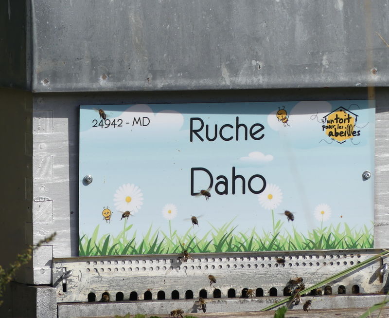 La ruche Daho