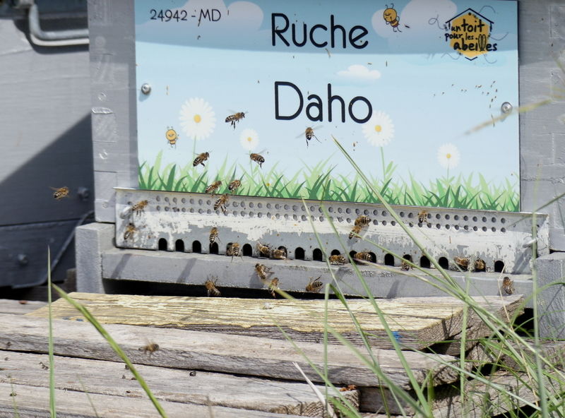 La ruche Daho