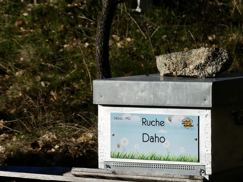 La ruche Daho