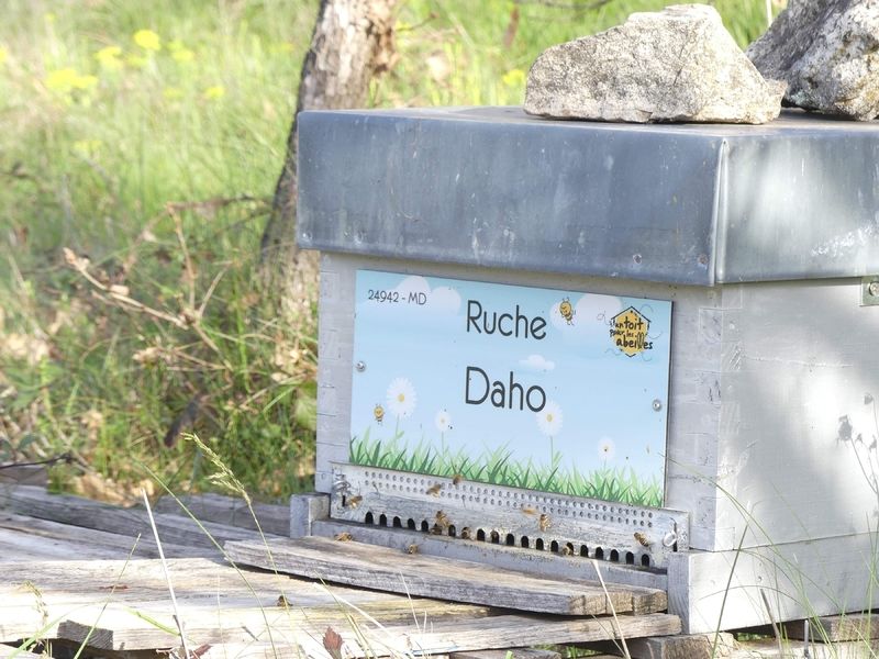 La ruche Daho