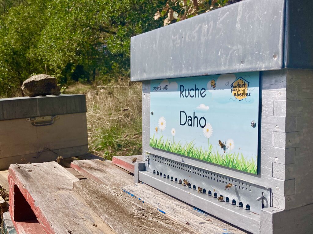 La ruche Daho