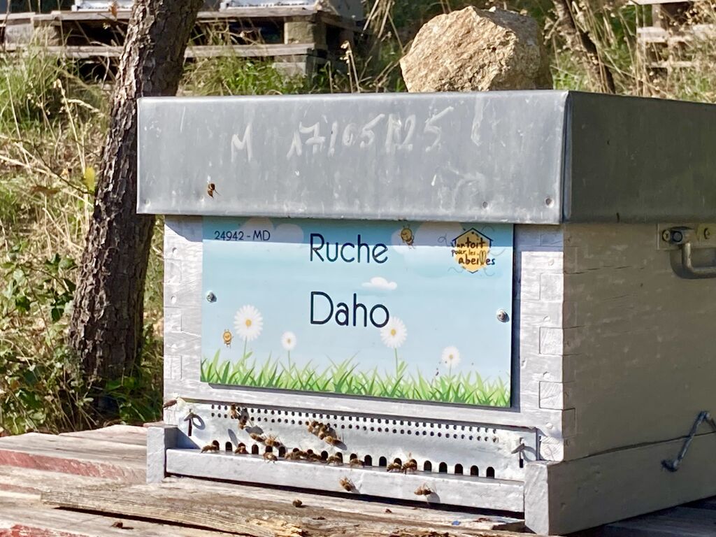 La ruche Daho