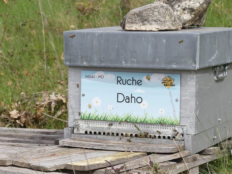 La ruche Daho