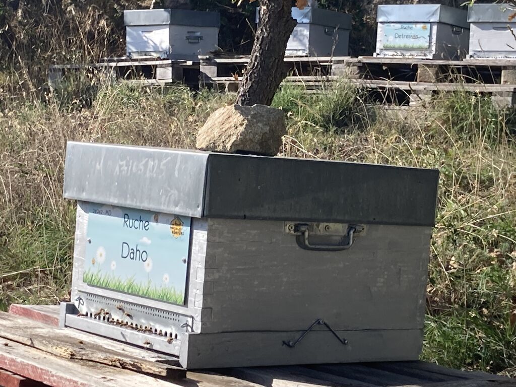 La ruche Daho