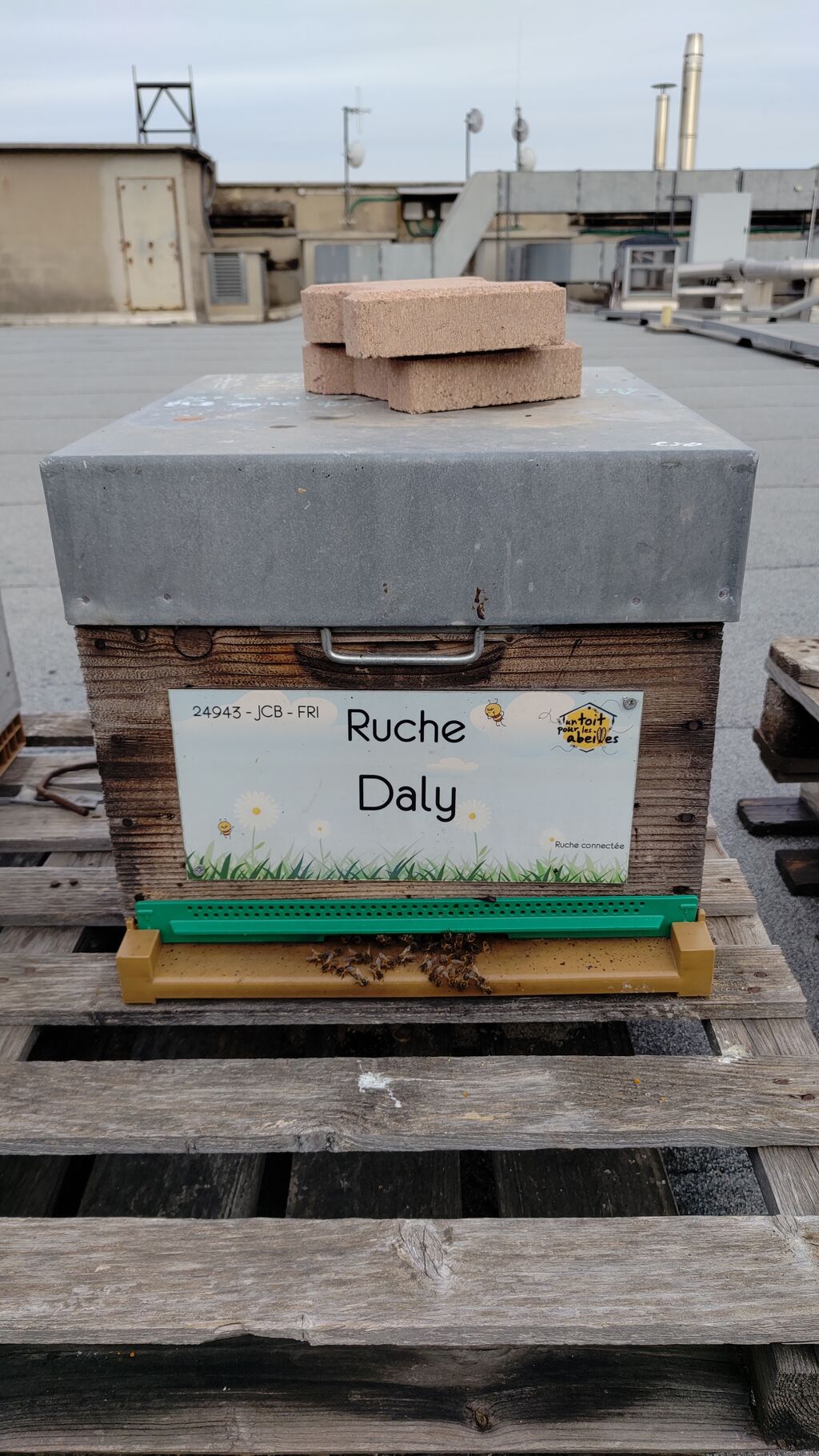 La ruche Daly