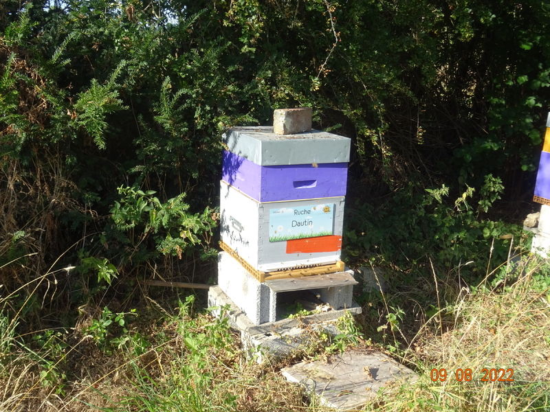 La ruche Dautin