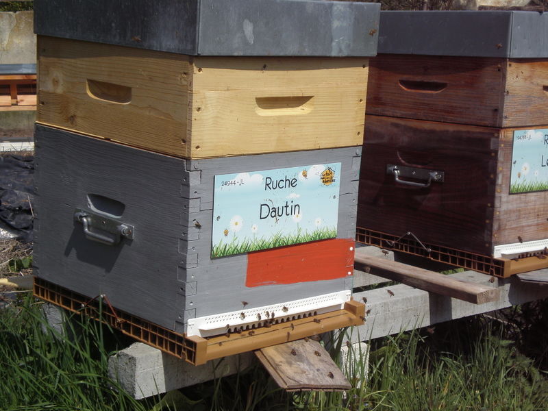 La ruche Dautin