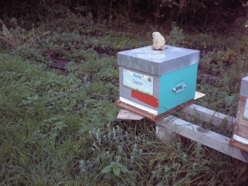 La ruche Dautin