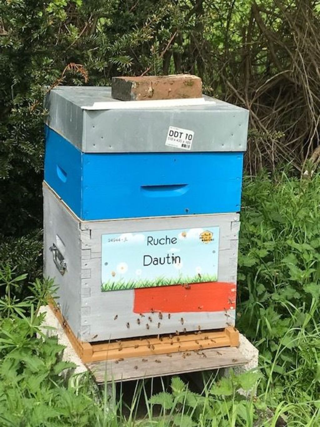 La ruche Dautin