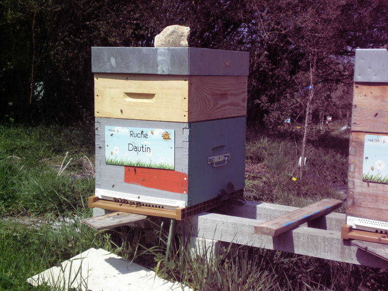 La ruche Dautin