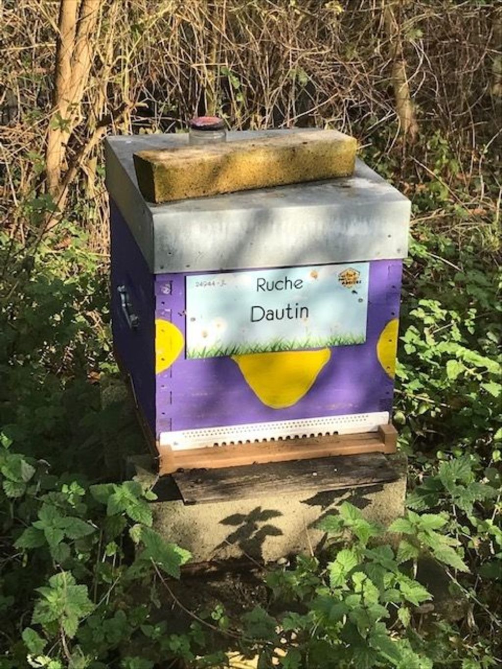 La ruche Dautin