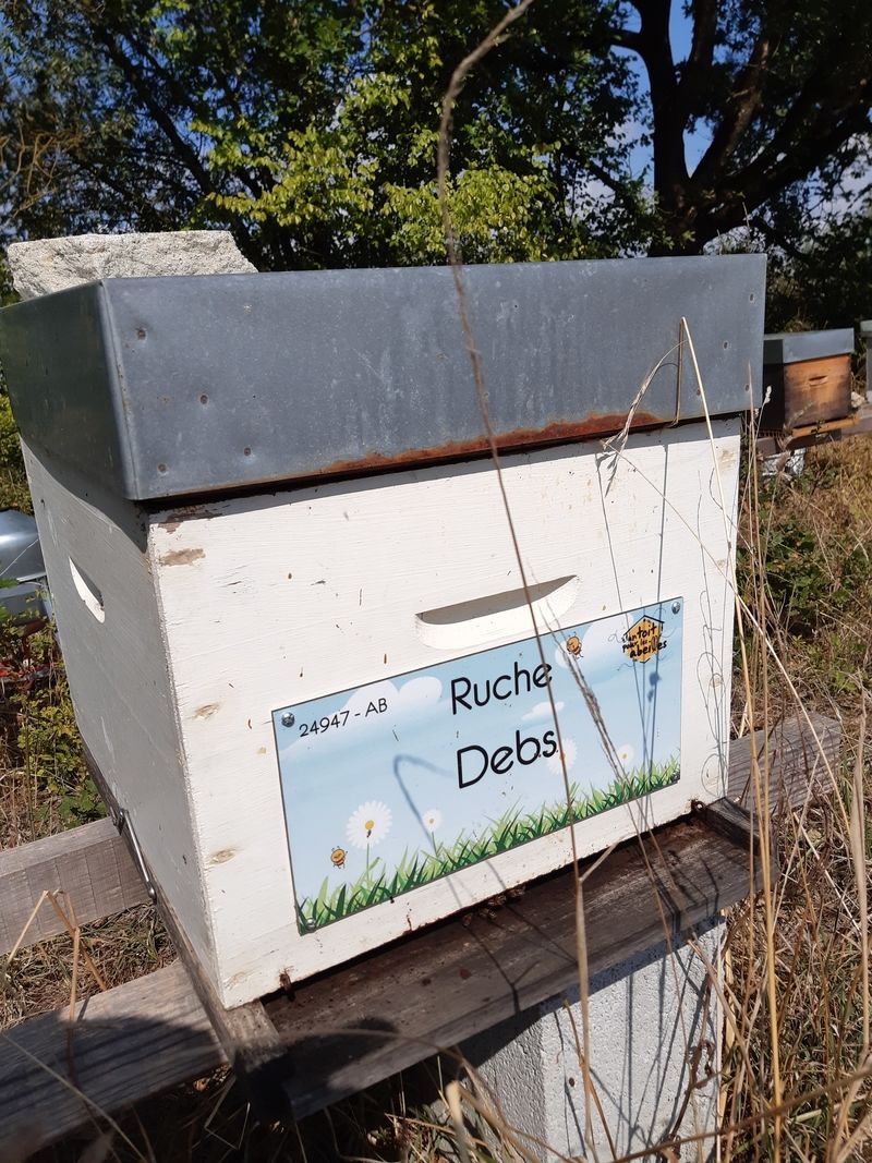 La ruche Debs
