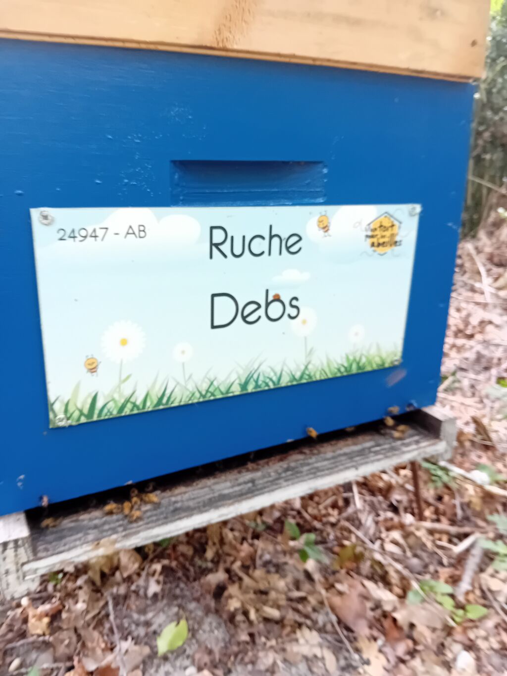 La ruche Debs