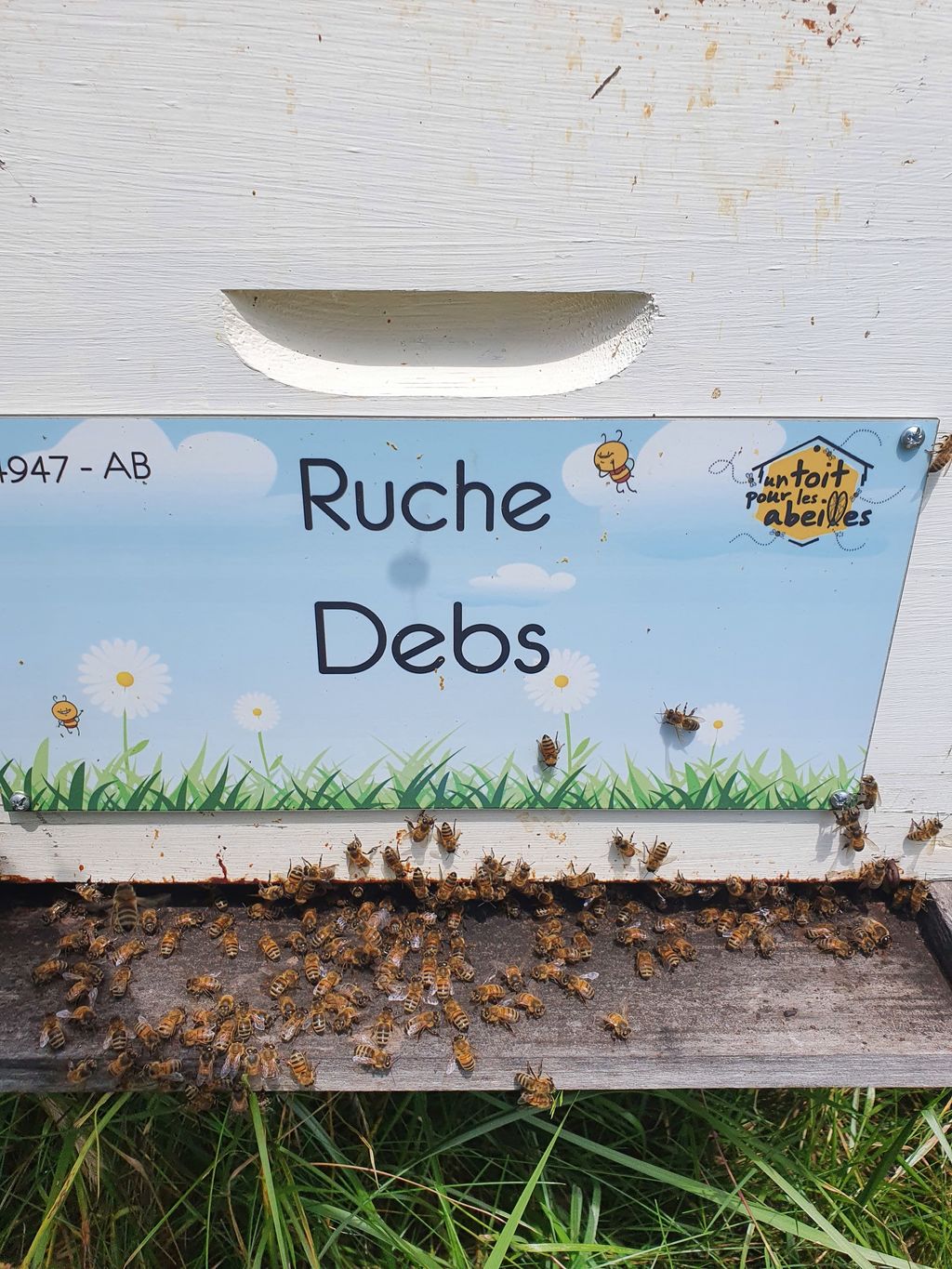 La ruche Debs