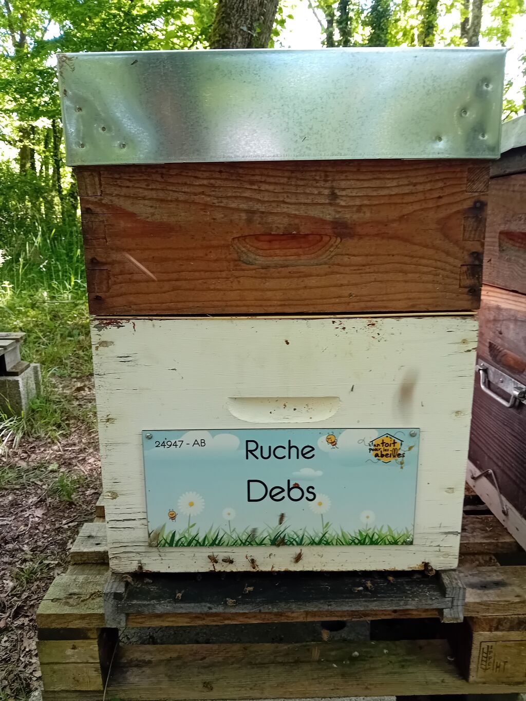 La ruche Debs