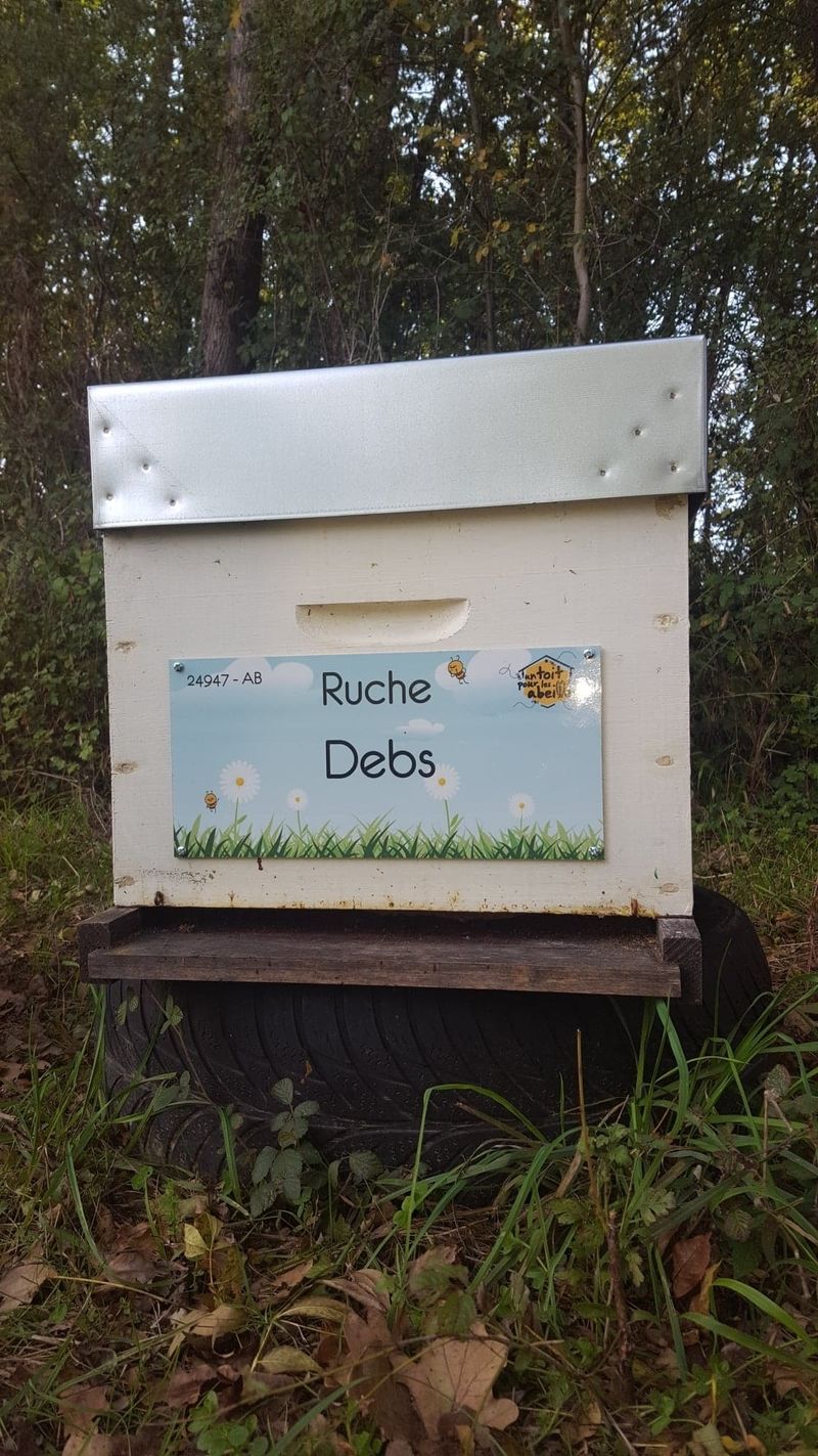 La ruche Debs