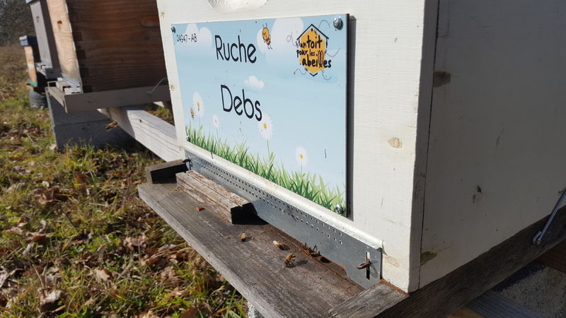 La ruche Debs