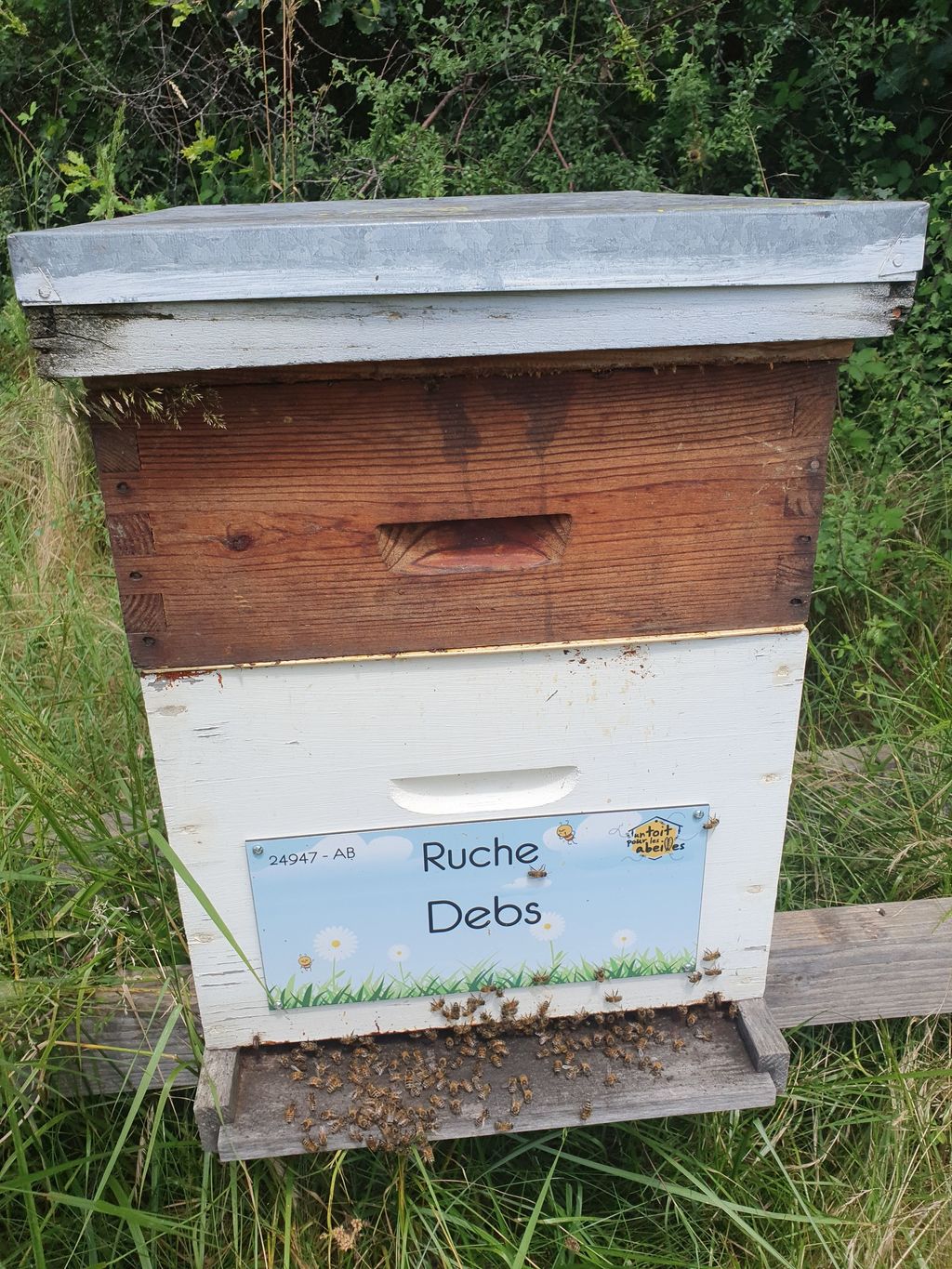 La ruche Debs