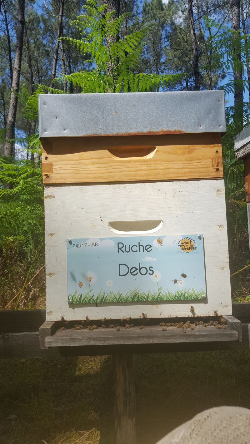 La ruche Debs