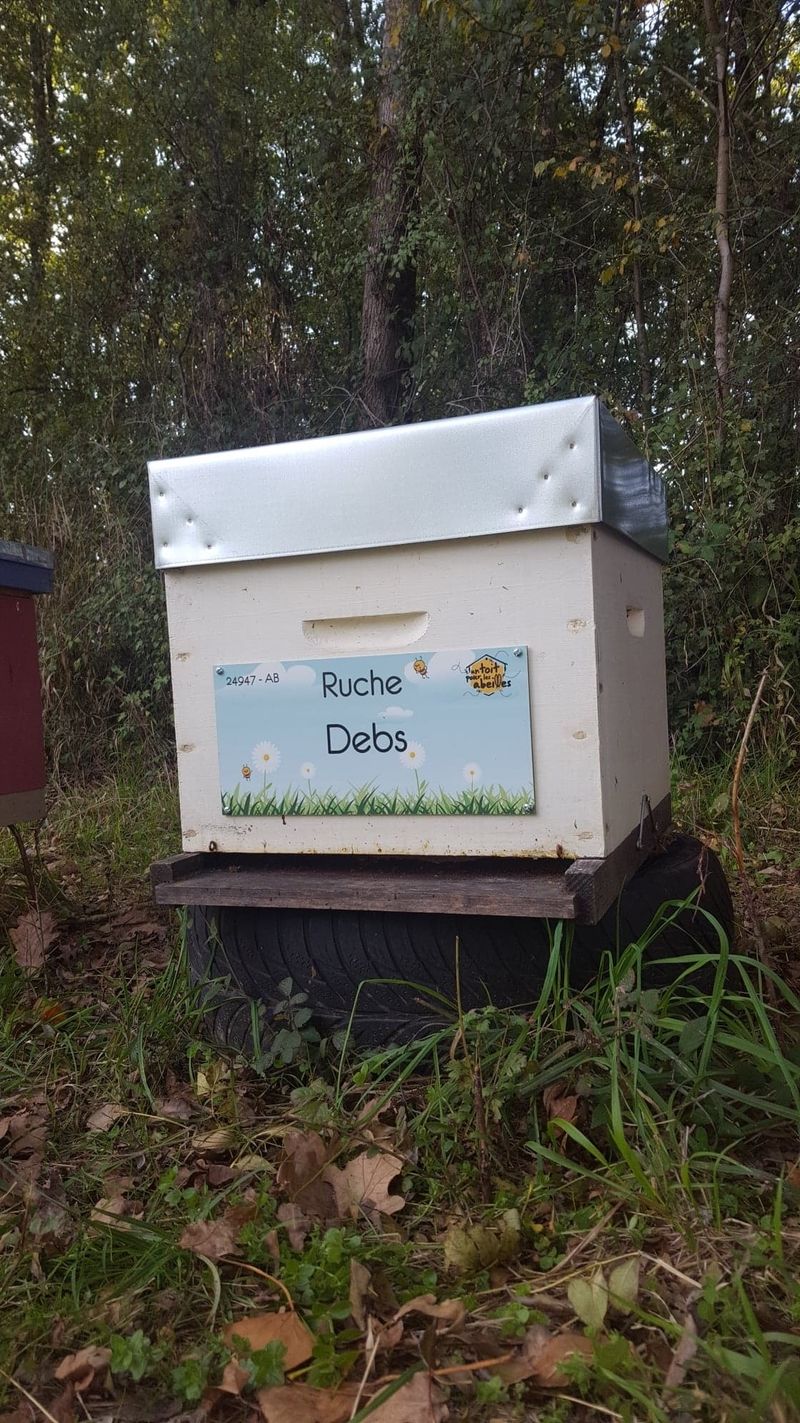 La ruche Debs