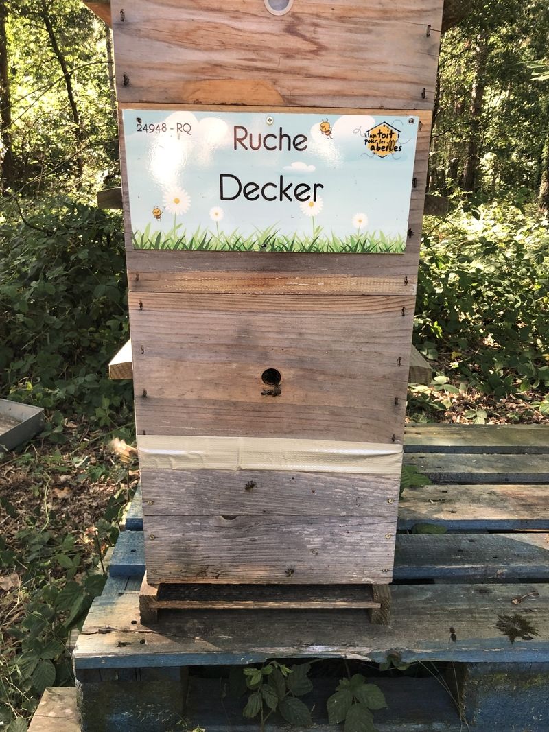 La ruche Decker