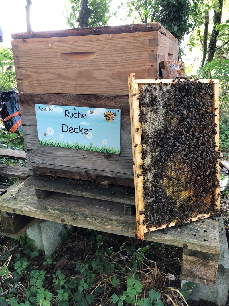 La ruche Decker