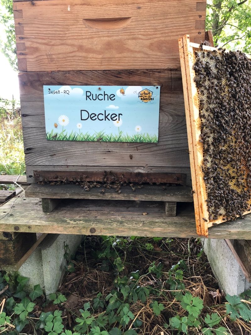 La ruche Decker