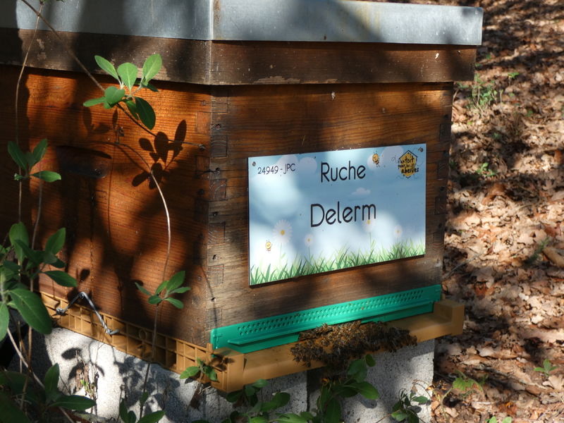La ruche Delerm