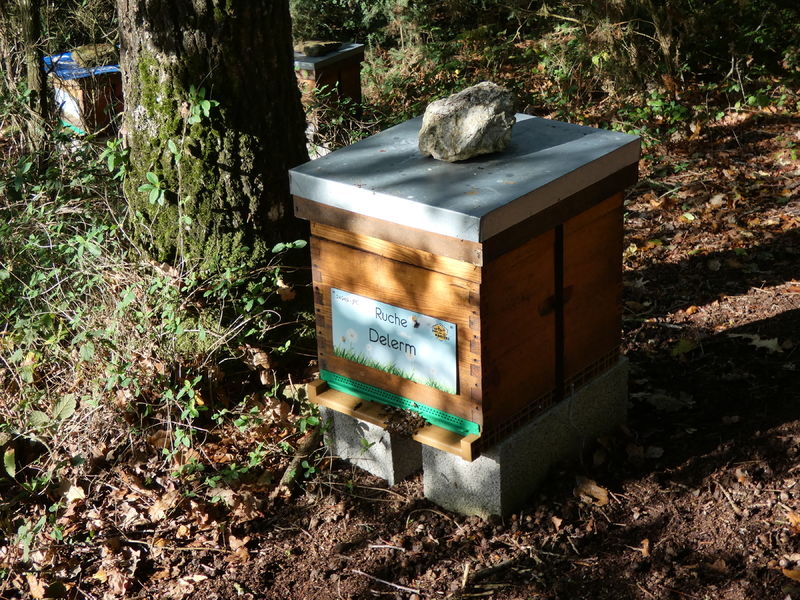 La ruche Delerm