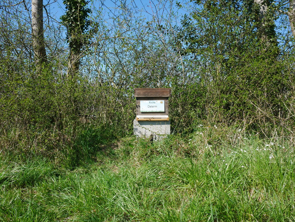 La ruche Delerm