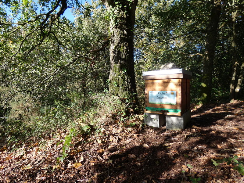 La ruche Delerm