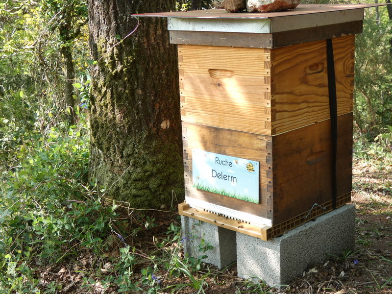 La ruche Delerm