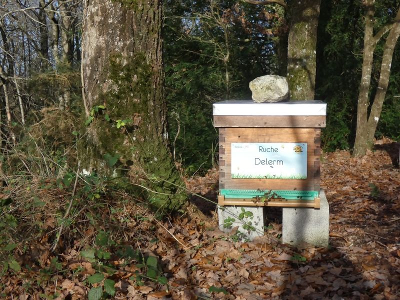 La ruche Delerm
