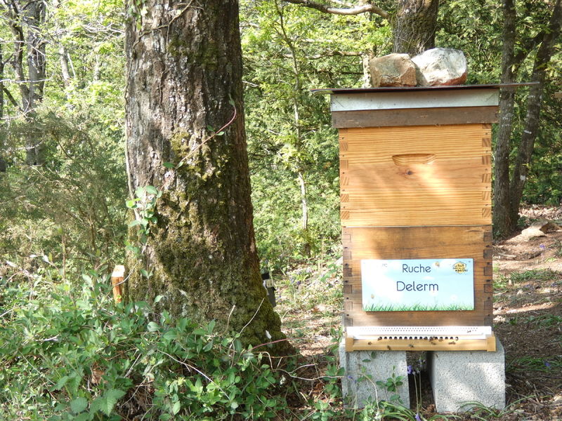 La ruche Delerm