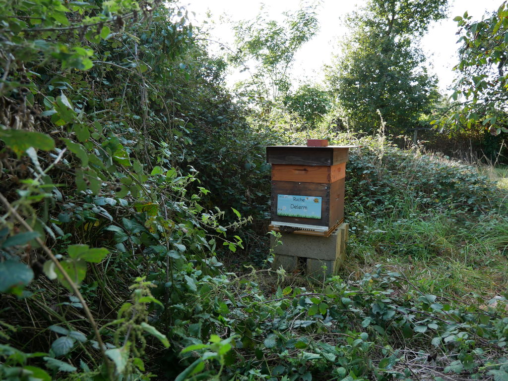 La ruche Delerm