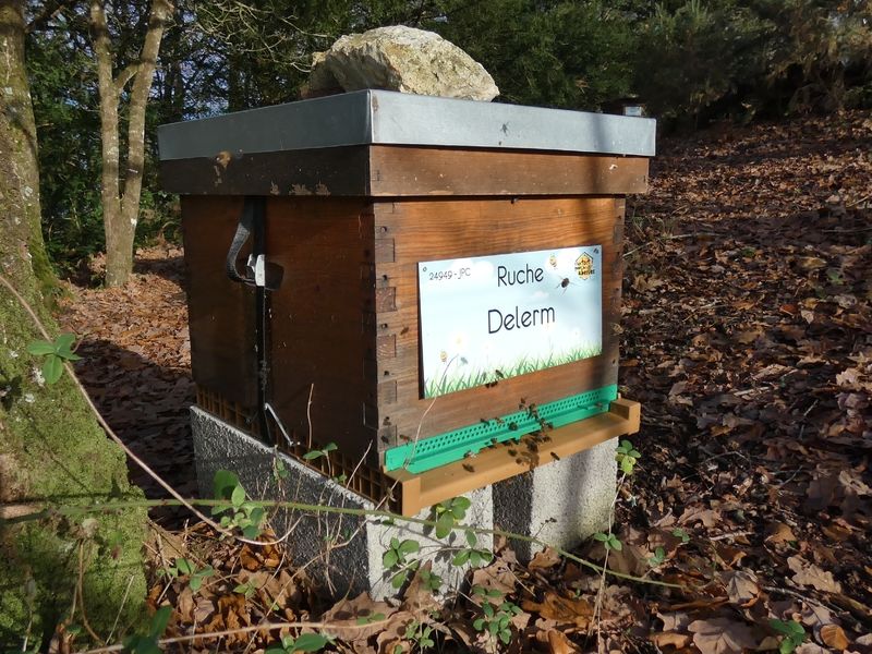 La ruche Delerm